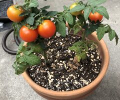 夏の終わりのトマト