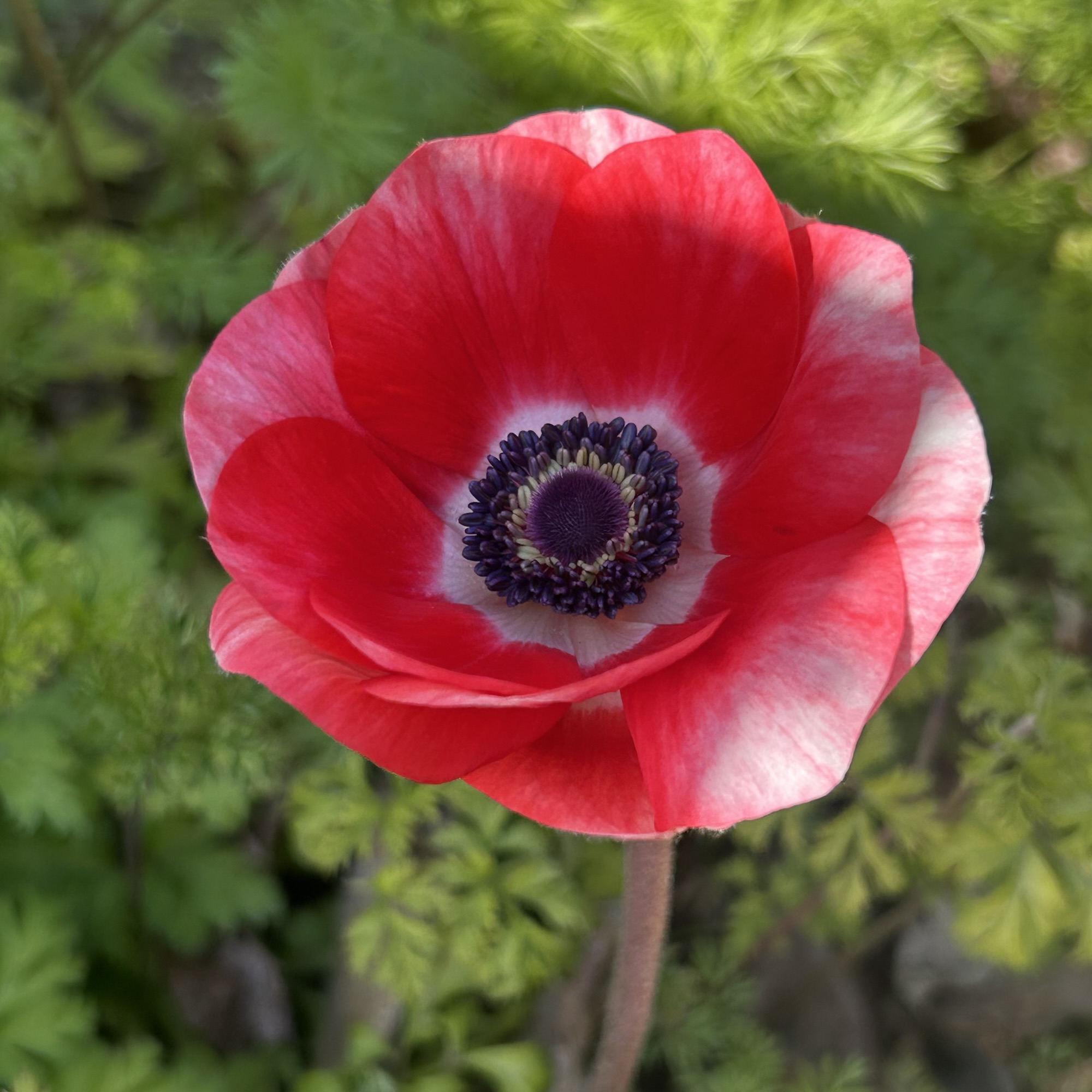 関東 半日陰 アネモネ 開花 2月21日